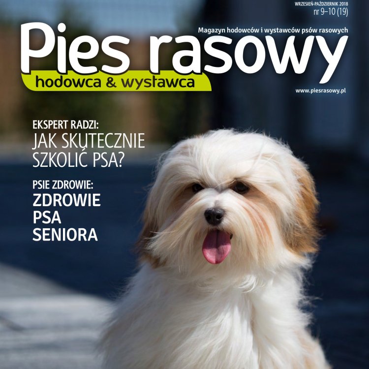 Hawańczyk - wcielona radość